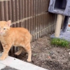 Illustration : Des bénévoles bouleversées par la découverte d'un chaton abandonné avec son arbre à chat et toutes ses affaires passent immédiatement à l'action (vidéo)