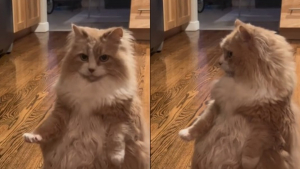Illustration : Mei la chatte qui préfère se tenir debout fait à nouveau parler d'elle en célébrant la journée Star Wars à sa manière (vidéo)