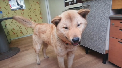 Illustration : Le propriétaire d'un chien disparu à des dizaines de kilomètres de son domicile n'en croit pas ses oreilles en entendant un aboiement familier 41 jours plus tard
