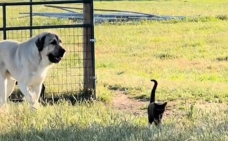 Cette chatte veille sur les animaux de la ferme avec une assurance et une détermination dignes d'un chien de berger (vidéo)