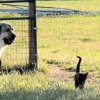 Illustration : Cette chatte veille sur les animaux de la ferme avec une assurance et une détermination dignes d'un chien de berger (vidéo)