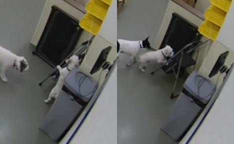 L’intelligence époustouflante d’un chien utilisant un escabeau plié pour s’enfuir de sa garderie (vidéo) 