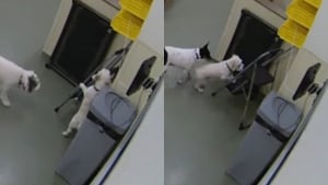 Illustration : L’intelligence époustouflante d’un chien utilisant un escabeau plié pour s’enfuir de sa garderie (vidéo) 