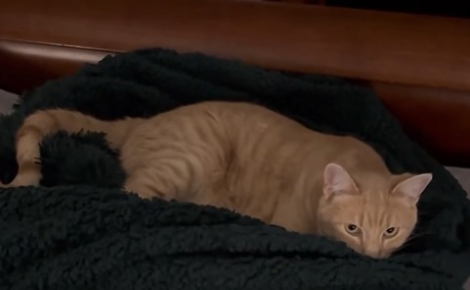 La tristesse d’un chat après la perte de son ami Golden Retriever pousse ses propriétaires à agir pour l'aider à retrouver lui redonner la joie de vivre