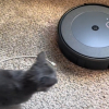 Illustration : Les propriétaires d'un chat se demandaient pourquoi leur robot aspirateur ne faisait pas son travail avant de découvrir leur "amitié" (vidéo)