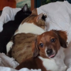 Illustration : A force de vivre avec des chats, cette Teckel en a oublié son identité canine (vidéo)