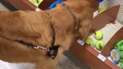 Illustration : La joie réconfortante d’un ancien chien errant se rendant pour la première fois de sa vie dans un magasin de jouets (vidéo)