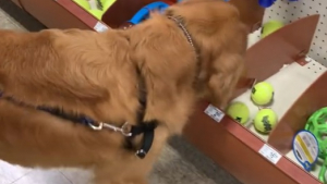 Illustration : La joie réconfortante d’un ancien chien errant se rendant pour la première fois de sa vie dans un magasin de jouets (vidéo)