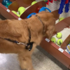 Illustration : La joie réconfortante d’un ancien chien errant se rendant pour la première fois de sa vie dans un magasin de jouets (vidéo)