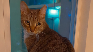 Illustration : "N’appréciant pas son nouvel appartement, ce chat proteste contre le déménagement de ses propriétaires de manière théâtrale (vidéo)"