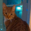 Illustration : N’appréciant pas son nouvel appartement, ce chat proteste contre le déménagement de ses propriétaires de manière théâtrale (vidéo)