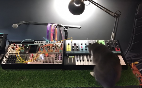 Un musicien transmet sa passion à son chat qui finit par le surprendre lors d’un énième concert (vidéo)
