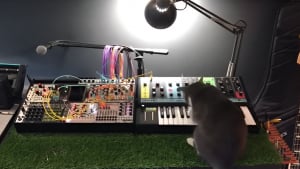 Illustration : Un musicien transmet sa passion à son chat qui finit par le surprendre lors d’un énième concert (vidéo)