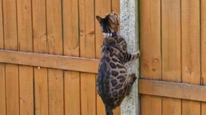 Illustration : Un chat intelligent et déterminé esquive des « rouleaux de clôture incontournables » pour s’échapper de son jardin (vidéo) 