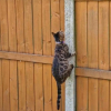 Illustration : Un chat intelligent et déterminé esquive des « rouleaux de clôture incontournables » pour s’échapper de son jardin (vidéo) 