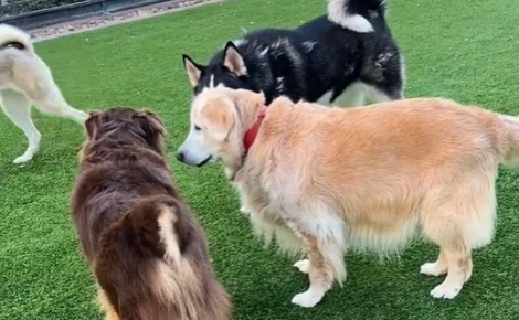 La vidéo touchante d’une Golden Retriever âgée essayant de se faire des amis plus jeunes au parc canin (vidéo)