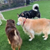 Illustration : La vidéo touchante d’une Golden Retriever âgée essayant de se faire des amis plus jeunes au parc canin (vidéo)
