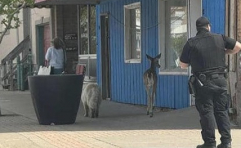 Un cerf et un chien errant ont été interpellés par la police après s’être baladés en ville