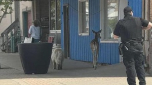 Illustration : Un cerf et un chien errant ont été interpellés par la police après s’être baladés en ville