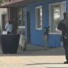 Illustration : Un cerf et un chien errant ont été interpellés par la police après s’être baladés en ville
