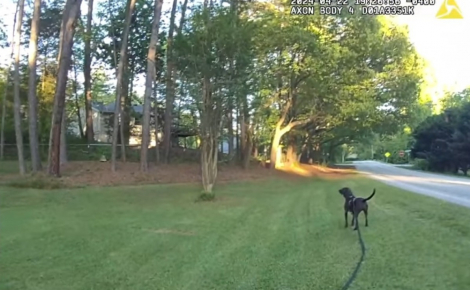 L'intervention héroïque d'un chien policier lancé sur les traces d'un enfant autiste introuvable depuis des heures (vidéo)