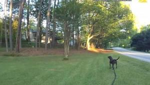 Illustration : L'intervention héroïque d'un chien policier lancé sur les traces d'un enfant autiste introuvable depuis des heures (vidéo)