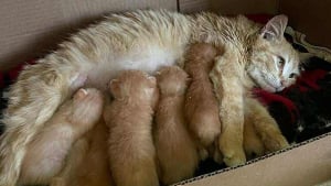 Illustration : "Des habitants découvrent une grande famille rare et exceptionnelle de chats à la recherche d’un toit"
