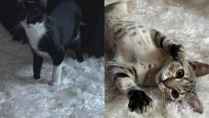 Illustration : "Des chatons sauvés de la rue voient leur rêve s'effondrer quand leur adoptante les rend, car ils représentent « trop de travail »"