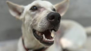Illustration : Cette chienne pleine de gratitude ne cesse de retourner au sanctuaire qui a soigné sa blessure pour saluer ses bienfaiteurs (vidéo)