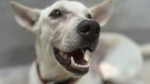 Illustration : "Cette chienne pleine de gratitude ne cesse de retourner au sanctuaire qui a soigné sa blessure pour saluer ses bienfaiteurs (vidéo)"