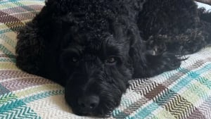Illustration : La propriétaire d'un chien qu'elle venait de laisser chez le toiletteur 6 km plus loin n'en revient pas en le retrouvant tout trempé dans son jardin