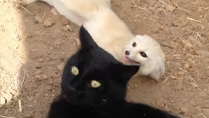 Illustration : "Après plusieurs semaines de séparation, ce petit Fennec a la plus adorable des réactions lorsqu’il retrouve enfin son meilleur ami le chat (vidéo)"