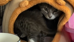 Illustration : Une chatte pourtant trop jeune pour être maman élève ses petits du mieux qu'elle peut et touche en plein coeur une bénévole en visite au refuge (vidéo)