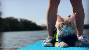 Illustration : "Ce Maine Coon a une passion hors du commun pour l'eau, à tel point qu’il pratique régulièrement un sport nautique avec sa maîtresse (vidéo)"