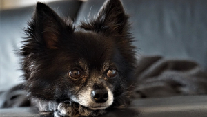 Illustration : La propriétaire d'un chien perdu depuis un mois tombe des nues en recevant par mail des nouvelles en provenance de l'étranger 
