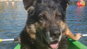Illustration : Ils rendent hommage des années plus tard au chien qui est intervenu courageusement pour leur sauver la vie dans un lac