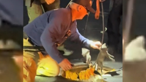 Illustration : Elle poste une première vidéo montrant le sauvetage par les pompiers d'un chaton tombé dans un égout puis une 2e révélant sa merveilleuse décision