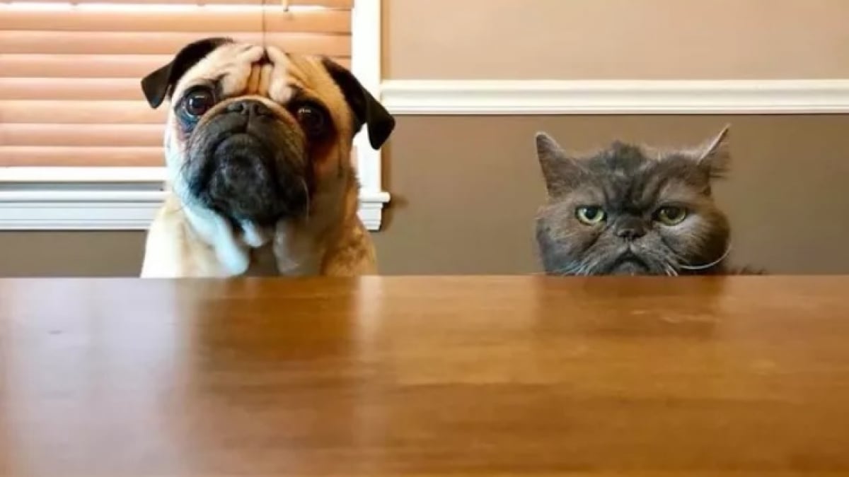Illustration : "16 photos de chats ou de chiens qui vous feront sourire à coup sûr"