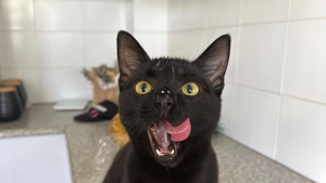 Illustration : "À l’arrivée du bébé de ses maîtres, ce chat noir refuse de partager l’attention (vidéo)"