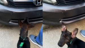 Illustration : Un chiot n'arrête pas d'aboyer en regardant fixement la voiture de ses propriétaires, en soulevant le capot ils découvrent la source de son inquiétude (vidéo)