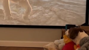 Illustration : Elle regarde "Le Roi Lion" avec son chien et reste bouche bée en le voyant vivre le film aussi intensément (vidéo)