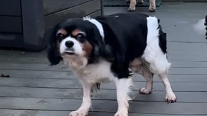 Illustration : Sauvée d’une vie de négligence et de confinement, cette chienne a une réaction touchante lorsqu’elle découvre le jardin de sa famille d’accueil (vidéo)