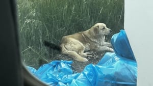 Illustration : Il refuse d'accepter la perte de son chien lors d'un feu de forêt survenu 5 ans plus tôt et reçoit un témoignage faisant renaître son rêve le plus cher