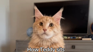 Illustration : La posture assise peu commune de ce Maine Coon lui vaut le surnom de "bouddha des chats" (vidéo)