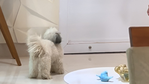 Illustration : Ce chien n’a plus besoin de l’autorisation de son maître pour aller saluer son meilleur ami canin et voisin (vidéo)