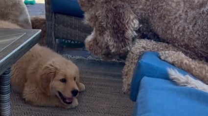 Illustration : Ce Goldendoodle a du mal à accepter qu’il ne sera plus le seul chien à la maison (vidéo)
