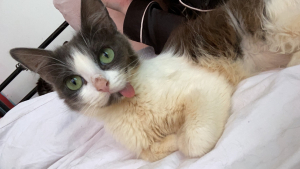 Illustration : "Une chatte concernée par des syndromes rares affronte les défis jusqu'au bout avec le soutien inébranlable de son ange gardien (vidéo)"
