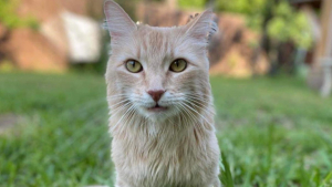 Illustration : L'espoir d'une nouvelle vie pour Shrimp, chatte miraculée après une chute de 3 étages