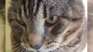 Illustration : Un chat de 17 ans trouve du réconfort après la perte de sa maîtresse grâce à un refuge (vidéo)