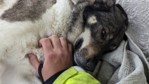 Illustration : Une chienne sauvée de l'errance et adoptée loin de son pays natal réveille toute sa famille aux aurores pour la protéger d'un danger imminent